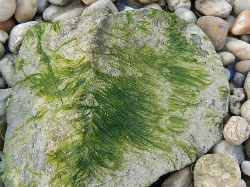 moss stone green