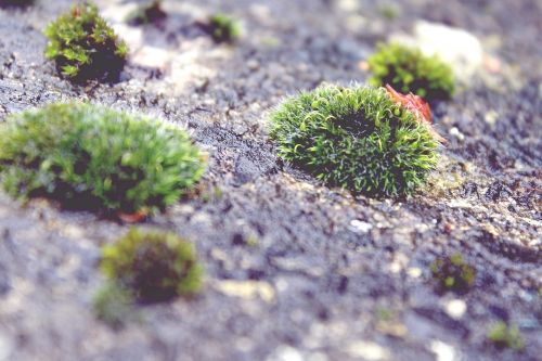 moss stone nature