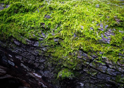 moss log green