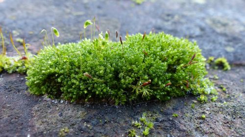 moss lichen close