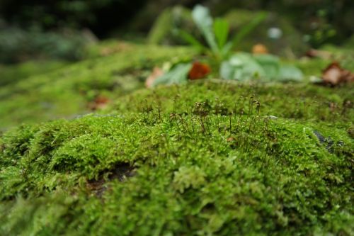 moss forest nature