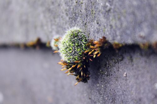 moss wall nature
