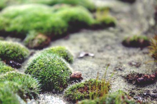 moss ground stone floor
