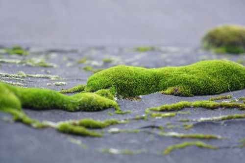 moss lichen greens