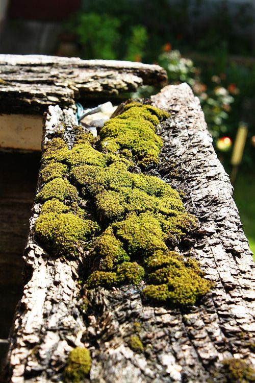moss balcony plant
