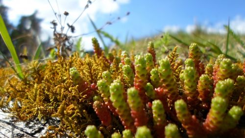 moss green summer