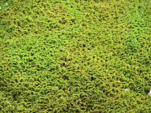 moss structure yellow green