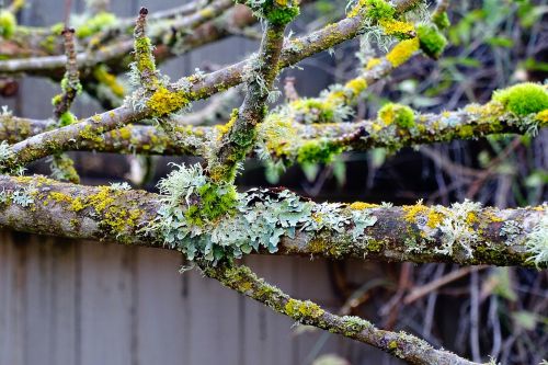 moss tree branch branches