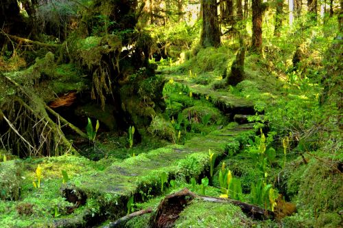 moss forest trees skunk cabbage