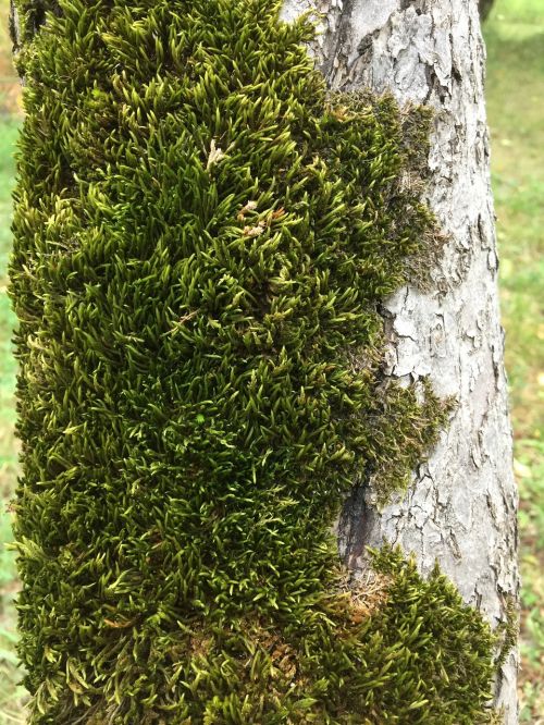 moss tree macro