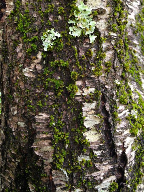moss tree bark