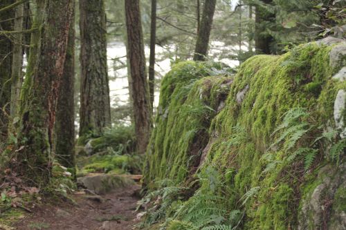 moss jungle rock