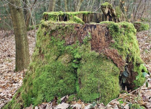 moss tree stump tree