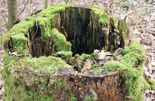 moss tree stump nature
