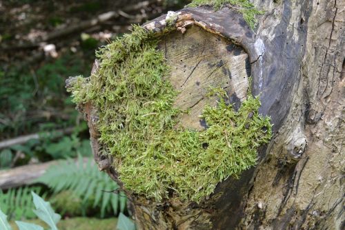 moss forest tree