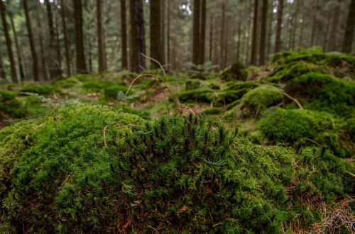 moss forest nature