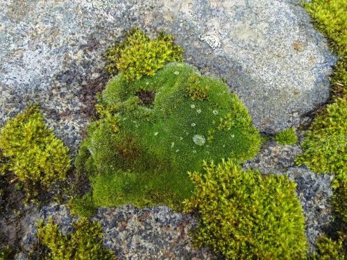 moss drop of water stone