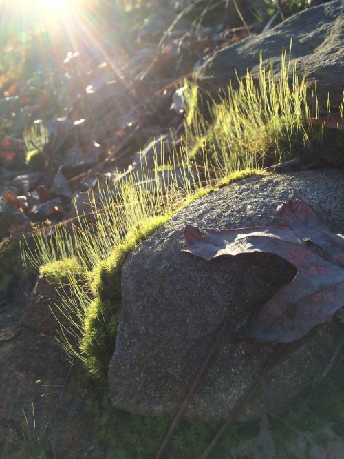moss sunbeam rock