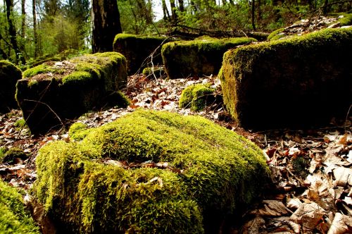 moss forest stones