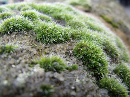 moss wall stone