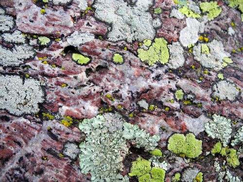 moss lichen texture