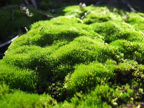 moss plant green