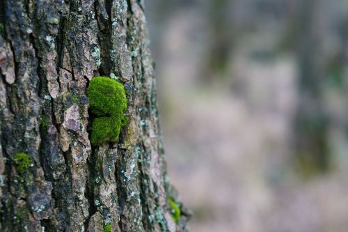 moss tree forest
