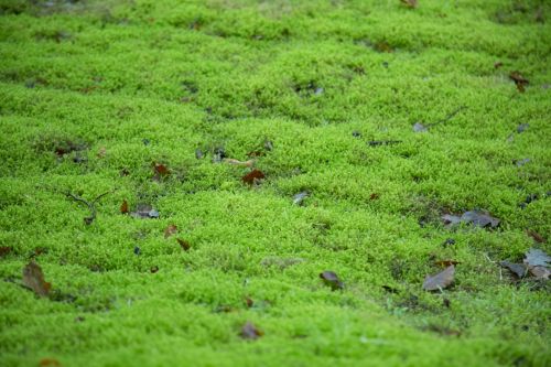 Moss