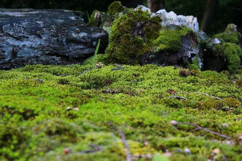 moss mossy ground