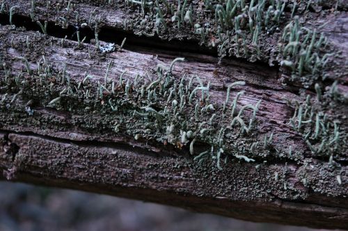 moss wood nature