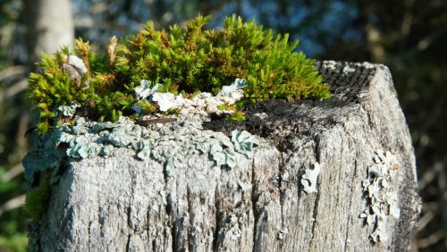 moss fence weathered