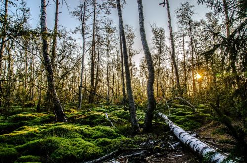 moss schwenningen birch