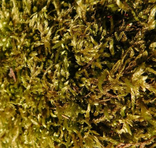 moss exposed in sunlight