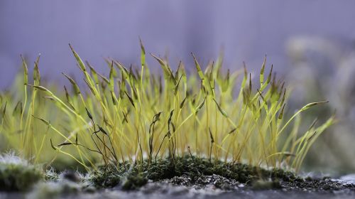 moss flowering moss macro