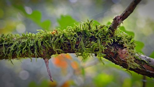 moss branch nature
