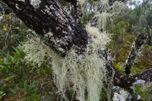 moss vegetation nature