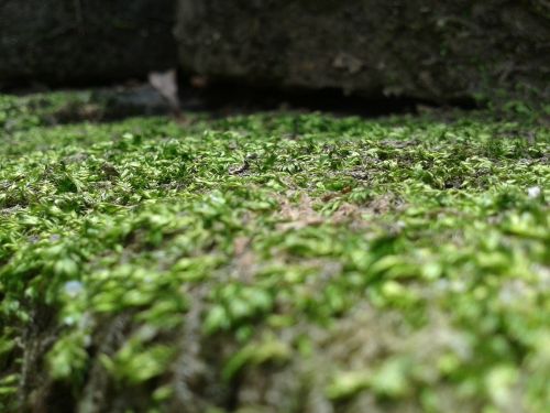 moss stone nature