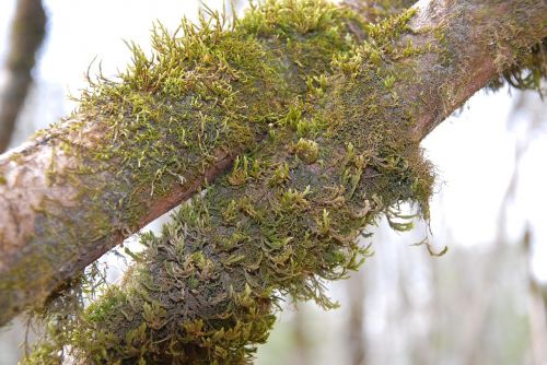 moss tree nature