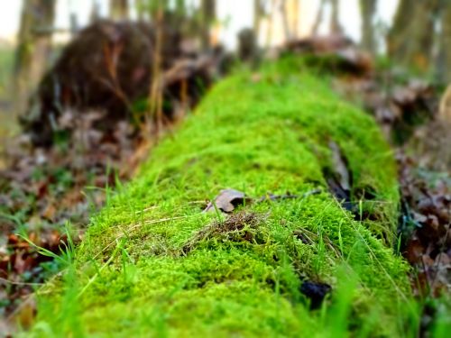 moss lively fallen tree