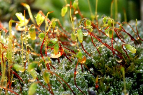 moss just add water dew-drop