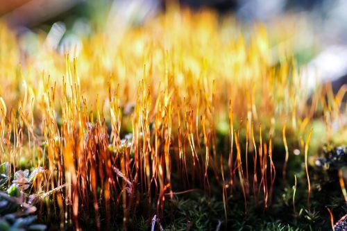 moss plant nature