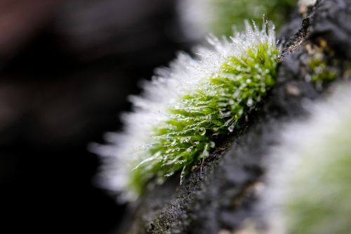 moss moss cushions plant
