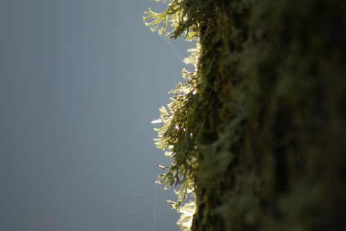 moss nature tree