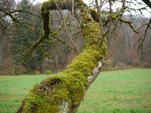 moss tree forest