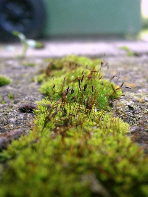 moss green ground