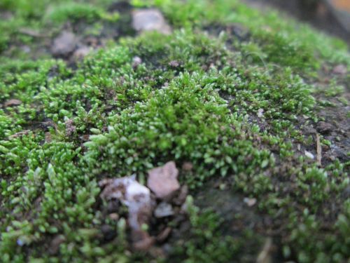 moss ground forest