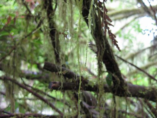 moss trees branch
