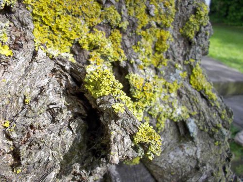 moss yellow bark