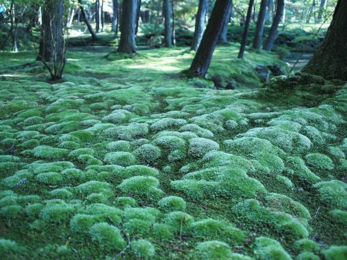 moss forest forest floor