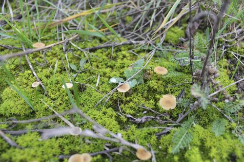 moss mushrooms magic land